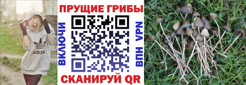Галлюциногенные грибы Psilocybe  mega сайт  Нурлат 